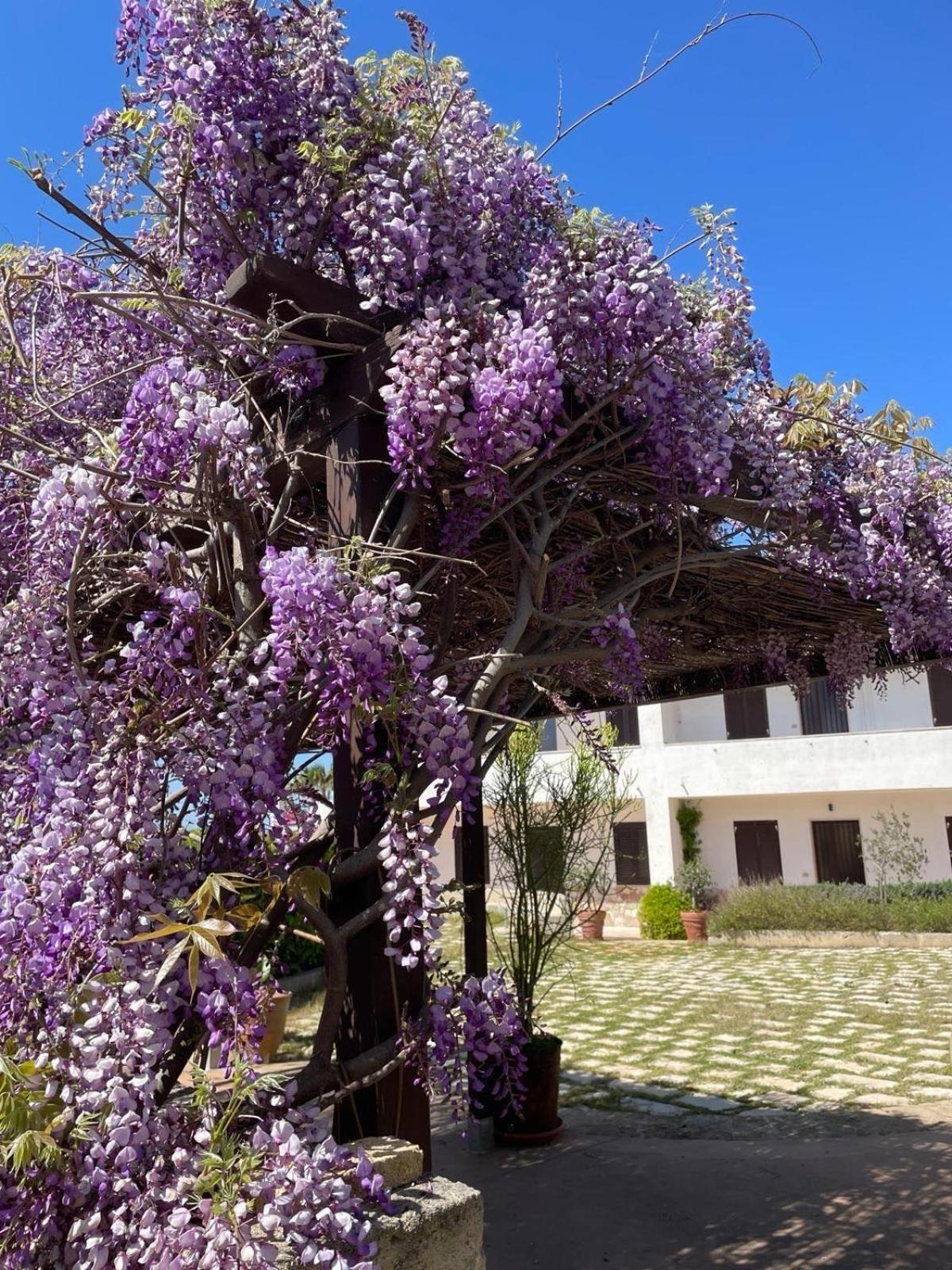 Dalucia Torre Vado
